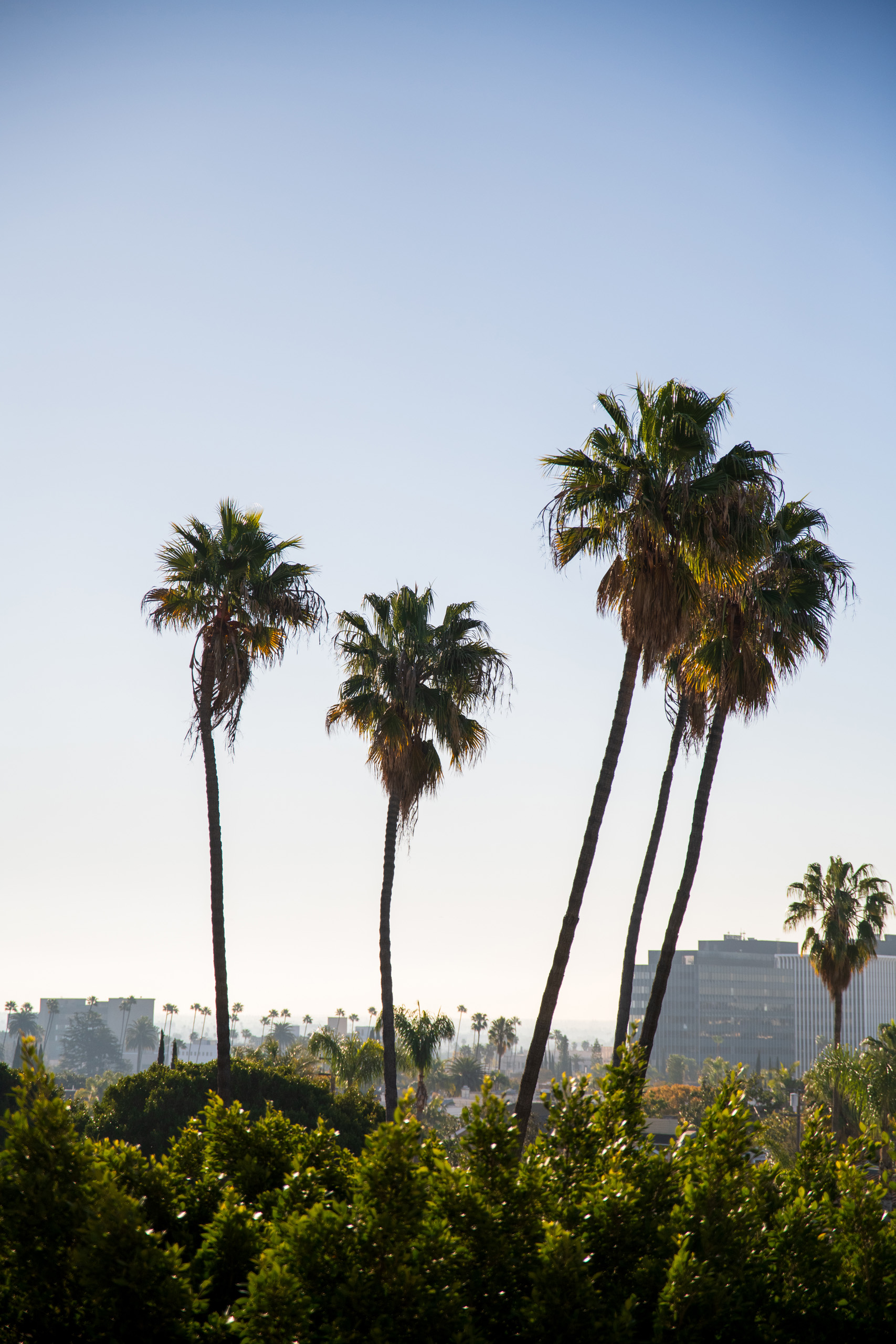 Palm trees against clear blue sky over city.