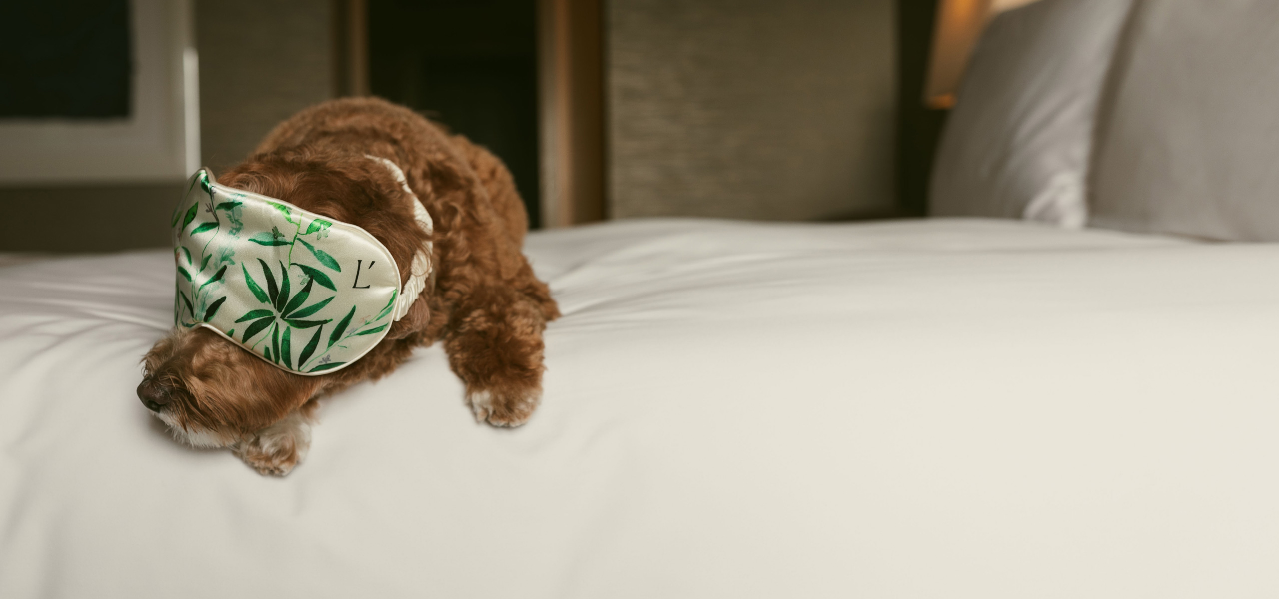Small dog naps on bed wearing eye mask.