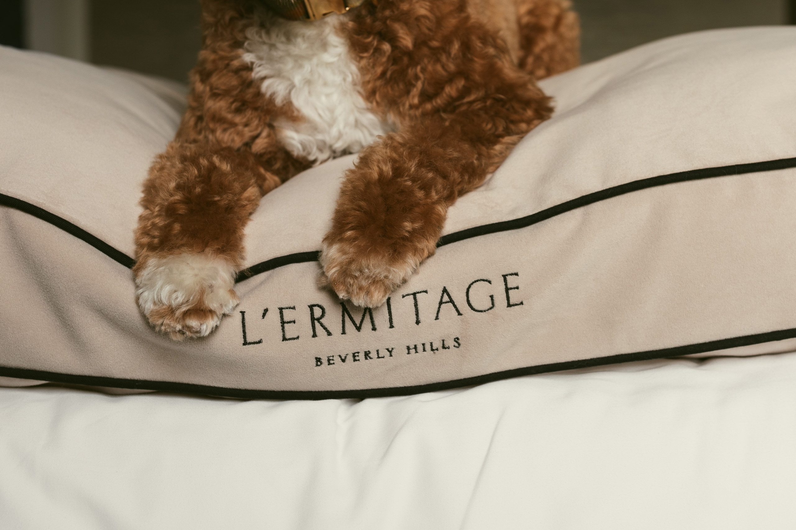 Dog rests on branded L’Ermitage Beverly Hills pillow.