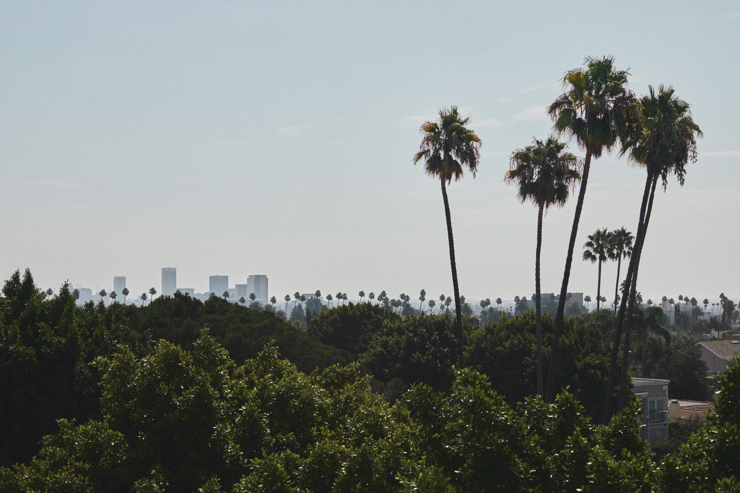 Palm-lined skyline view over Beverly Hills and Los Angeles